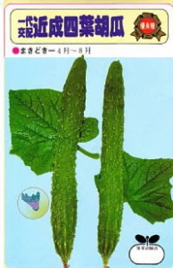 交配　近成四葉胡瓜(チカナリスウヨウキュウリ)