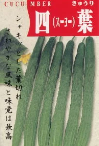 純系四葉胡瓜(スウヨウキュウリ)