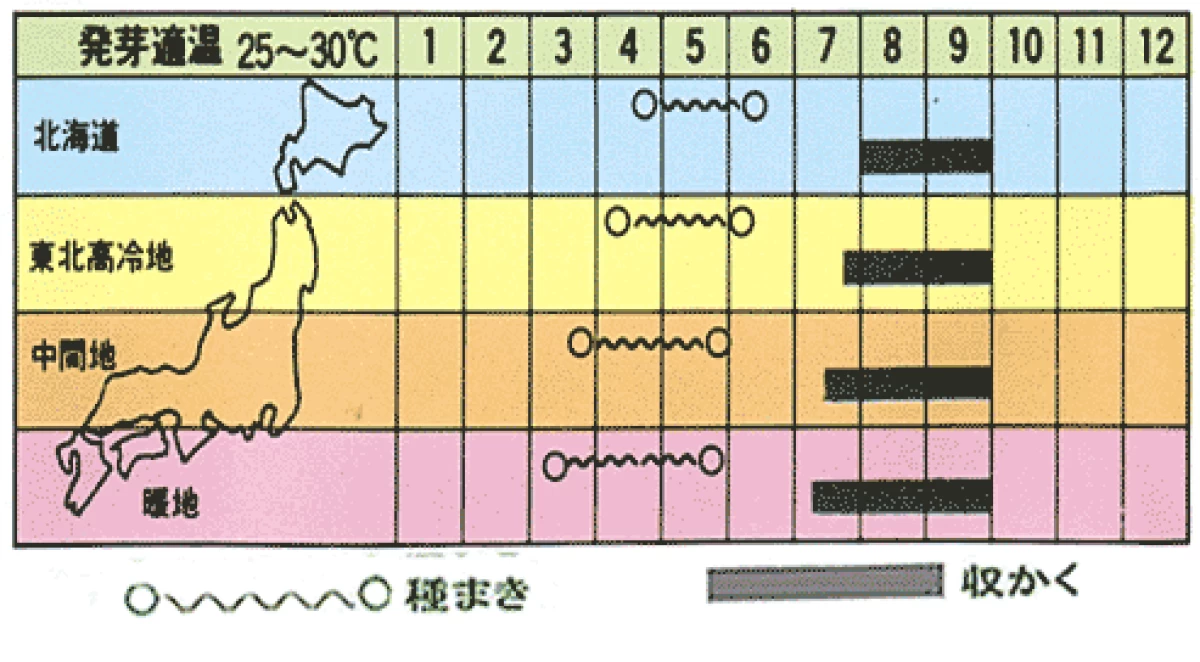 新大和二号スイカ