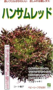 フリルレタス　ハンサムレッド