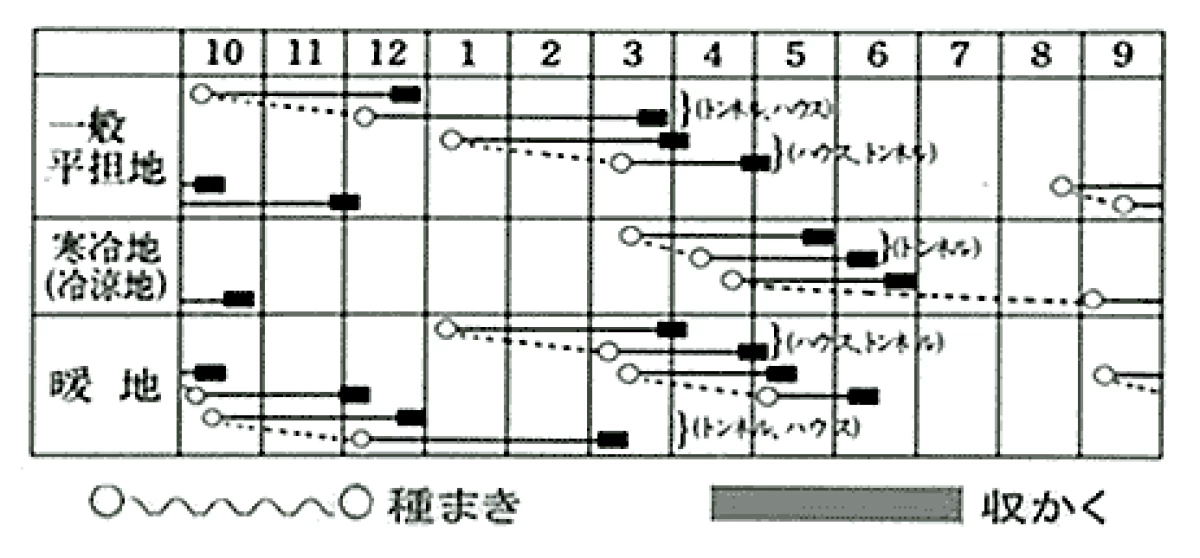 小かぶ(たまむすめ2号)