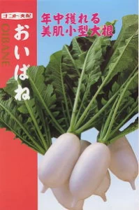 おいばね 春蒔旨辛大根