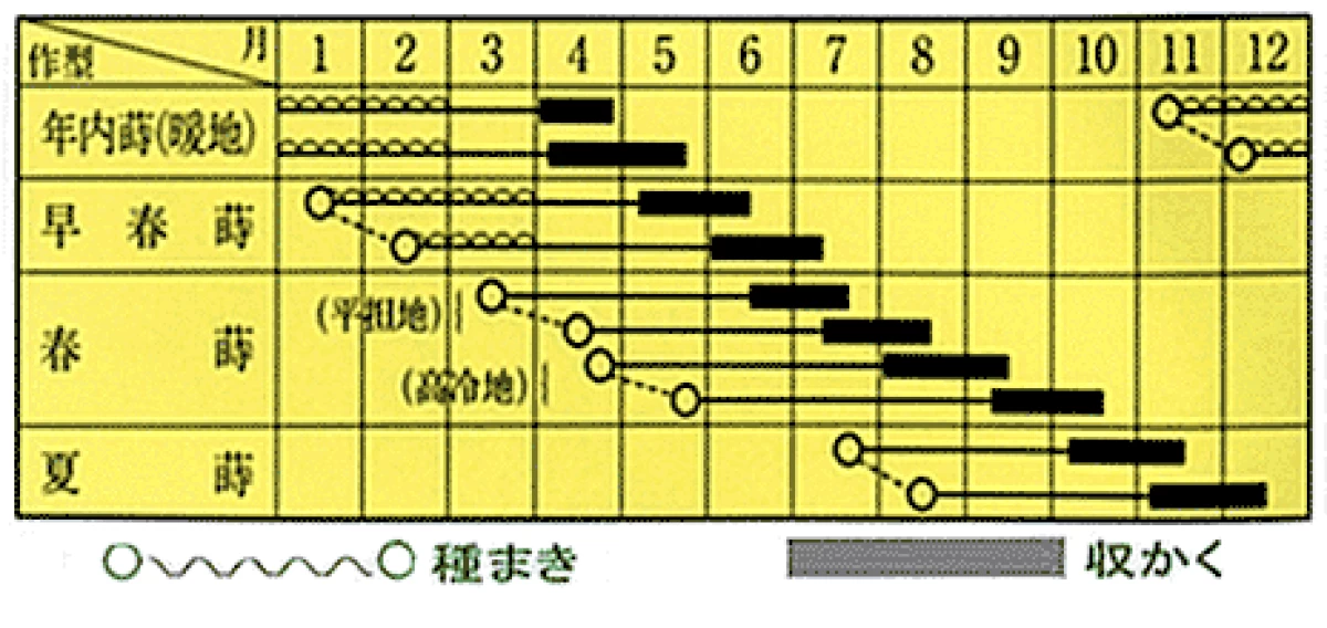 US春蒔5寸人参(ハルマキゴスンニンジン)