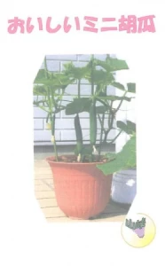おいしいミニ胡瓜(ベランダキュウリ)