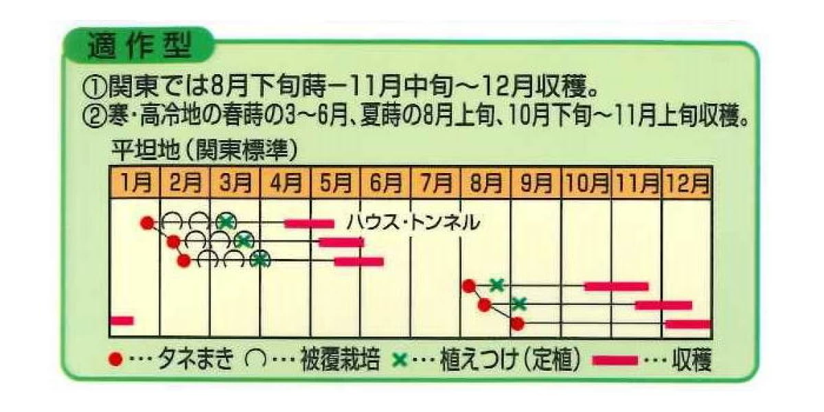 白菜 新理想(ハクサイ シンリソウ)