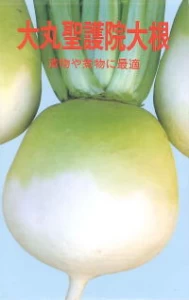 大丸聖護院大根(ショウゴインダイコン)