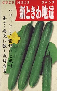 新ときわ地這胡瓜