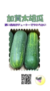 加賀太胡瓜(かがふときゅうり)