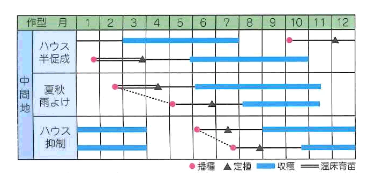 こくあじ 中玉トマト