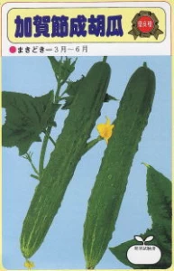加賀節成胡瓜(カガフシナリキュウリ)