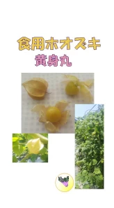 食用ホオズキ黄身丸(しょくようほおずき きみまる)