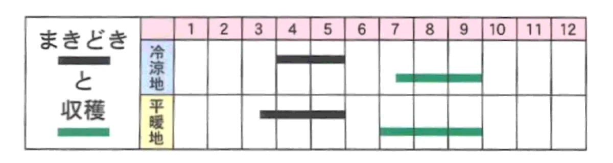 日向14号南瓜(ひゅうが14ごうかぼちゃ)