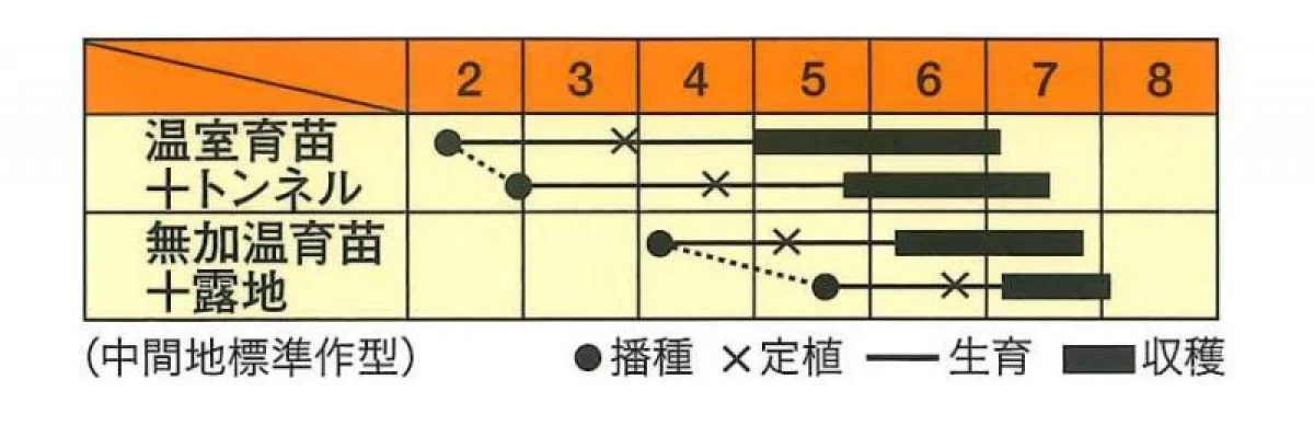 カボッキー(つるありズッキーニ)