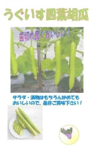 うぐいす四葉胡瓜(ウグイススウヨウキュウリ)