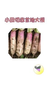 小田切赤首地大根