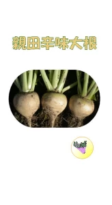 親田辛味大根(オヤダカラミダイコン)