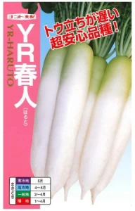 春大根 YR-春人(はるだいこん　はると)