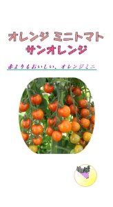 サンオレンジ(オレンジミニトマト)