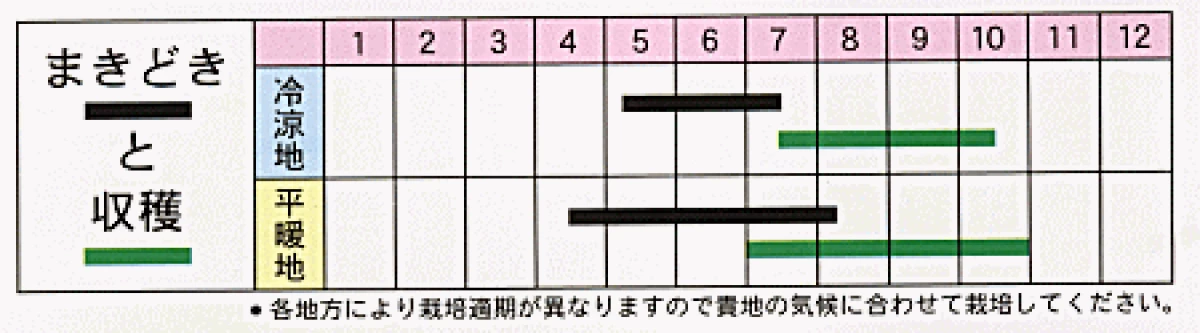やらず豆(つるあり平莢インゲン)