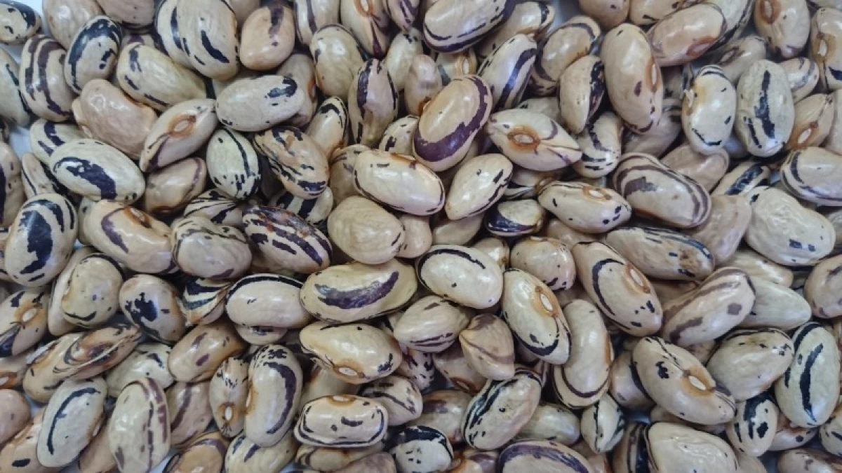 やらず豆(つるあり平莢インゲン)