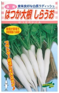 白長しらうお 二十日大根 (しろなが はつかだいこん)