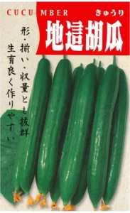 F1地這胡瓜1号(じばいきゅうり)